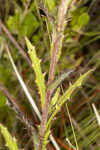 Le Conte's thistle